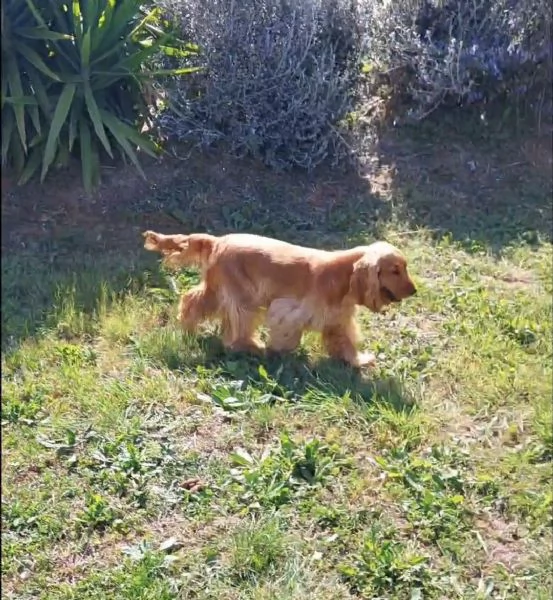 Femmina cocker spaniel inglese con Pedigree 