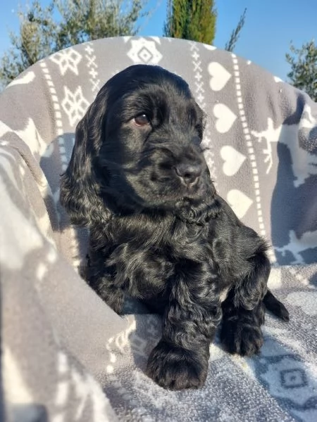Cuccioli cocker spaniel inglese  | Foto 0