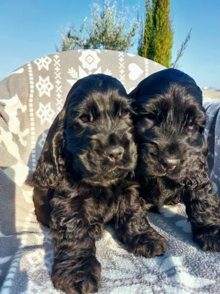 Cuccioli cocker spaniel inglese 