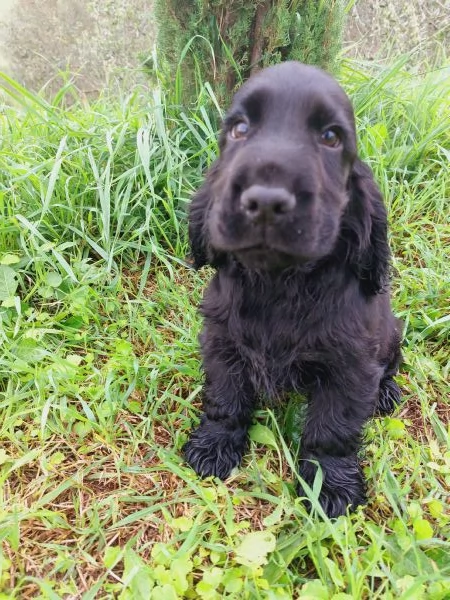 Cuccioli cocker spaniel inglese con rimborso spese o spese  | Foto 0