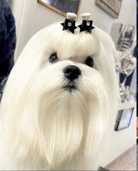 Maltese Maschio 