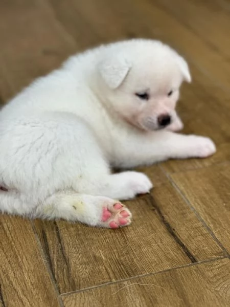 Cuccioli di Akita Inu