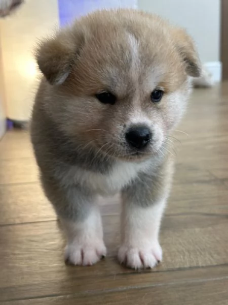 Cuccioli di Akita Inu | Foto 5