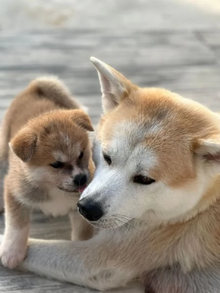Cuccioli di Akita Inu | Foto 2