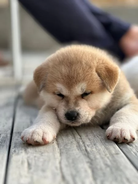 Cuccioli di Akita Inu | Foto 1