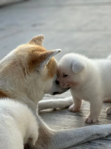 Cuccioli di Akita Inu | Foto 0