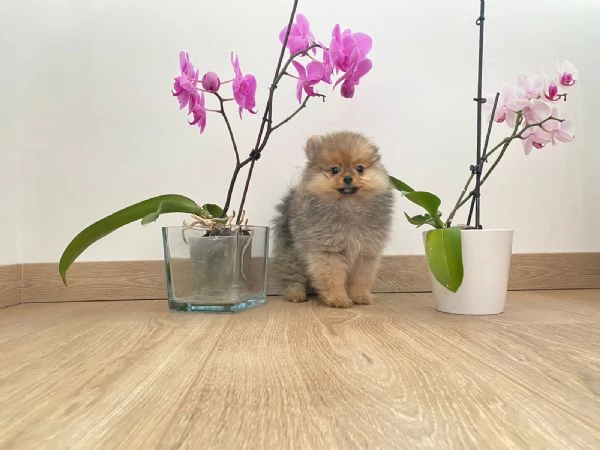 Spitz pomerania | Foto 4