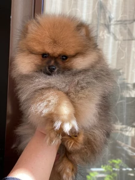 Vendo Spitz pomerania  | Foto 1