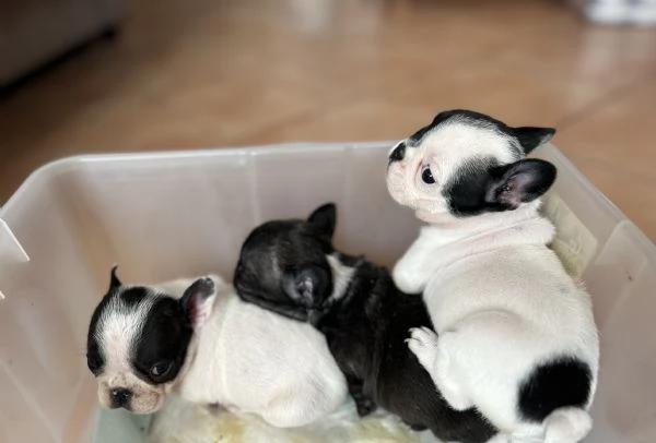 Vendita bulldog francese  | Foto 5