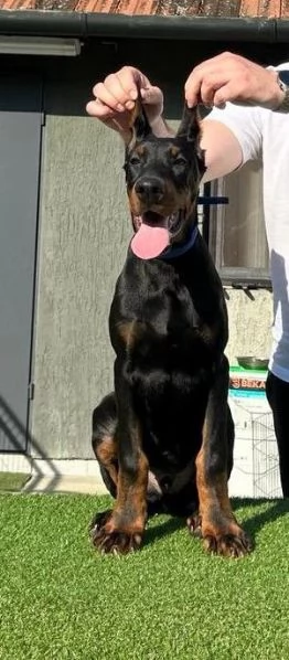 Dobermann cuccioli | Foto 2