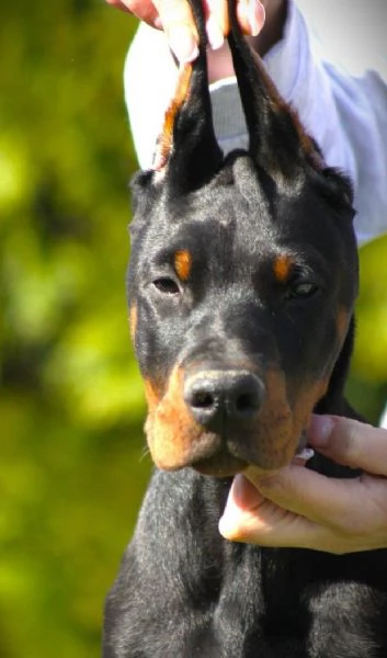 Dobermann cuccioli | Foto 1