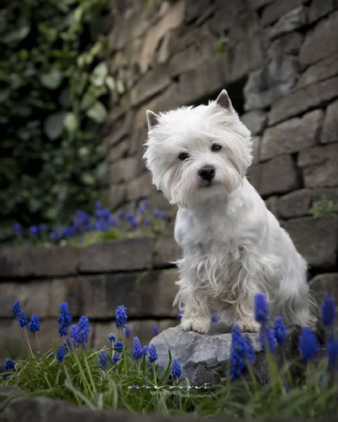 West highland puppies  | Foto 0