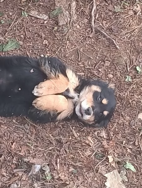 Cucciolo maschio di piccola medio taglia 