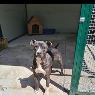 petra, 1 anno. giovani pit bull tutta da vivere | Foto 3
