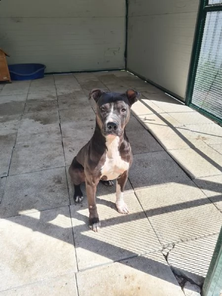 petra, 1 anno. giovani pit bull tutta da vivere | Foto 2