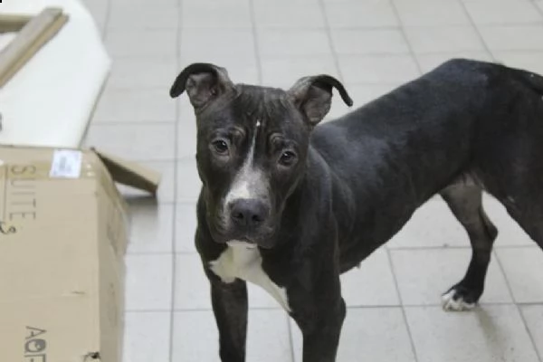 petra, 1 anno. giovani pit bull tutta da vivere | Foto 1