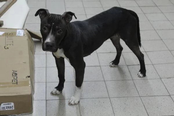 petra, 1 anno. giovani pit bull tutta da vivere | Foto 0