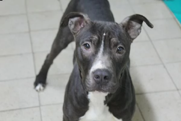petra, 1 anno. giovani pit bull tutta da vivere