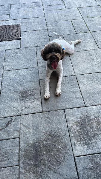 Lagotto romagnolo con pedigree