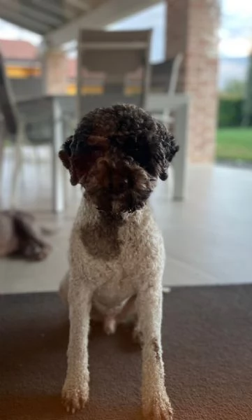 Lagotto romagnolo con pedigree | Foto 3