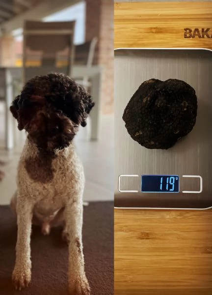 Lagotto romagnolo con pedigree | Foto 1