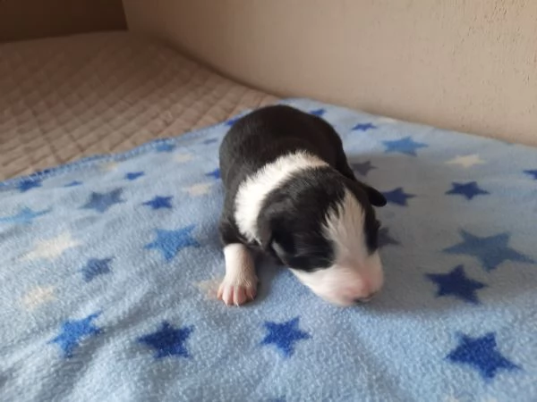 Cuccioli di Border Collie con Pedigree