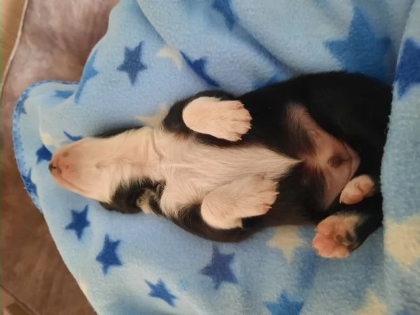 Cuccioli di Border Collie con Pedigree | Foto 4