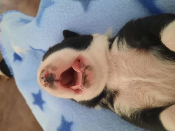 Cuccioli di Border Collie con Pedigree | Foto 3