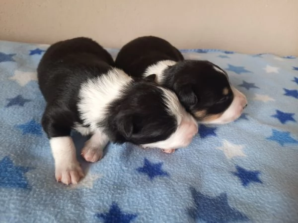 Cuccioli di Border Collie con Pedigree | Foto 1