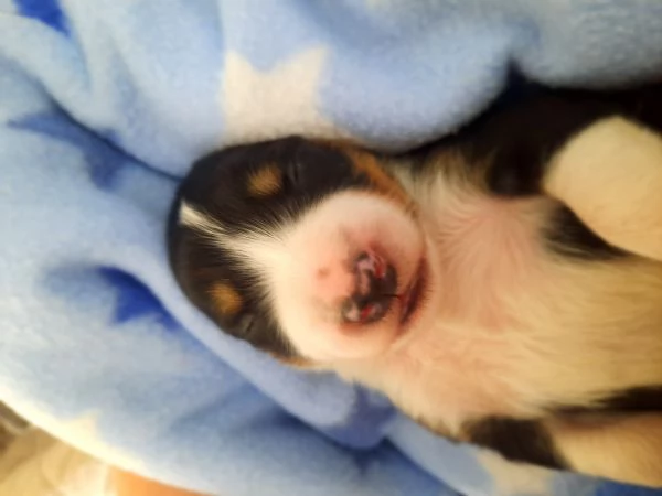 Cuccioli di Border Collie con Pedigree | Foto 0