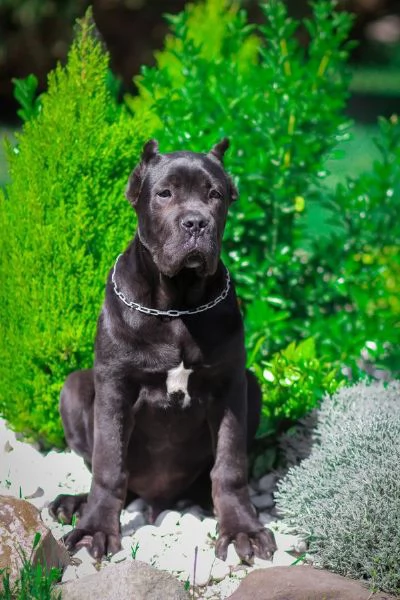 Cuccioli di razza Cane Corso