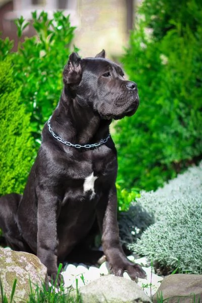 Cuccioli di razza Cane Corso | Foto 1