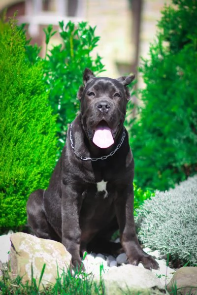 Cuccioli di razza Cane Corso | Foto 0