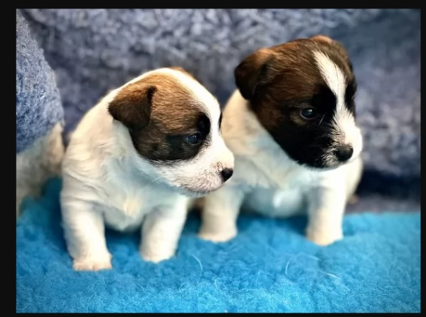 Disponibili cuccioli di Jack russell altissima genealogia