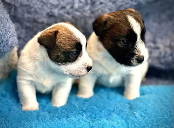 Disponibili cuccioli di Jack russell altissima genealogia | Foto 2