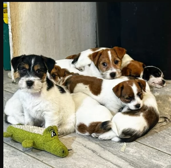 Disponibili cuccioli di Jack russell altissima genealogia | Foto 1