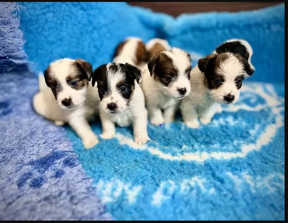Disponibili cuccioli di Jack russell altissima genealogia | Foto 0