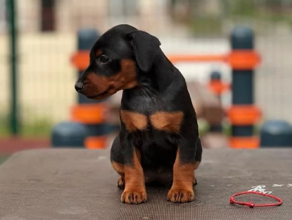 Adorabili e eccezionali cuccioli di mini pincher | Foto 4