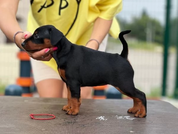 Adorabili e eccezionali cuccioli di mini pincher | Foto 2