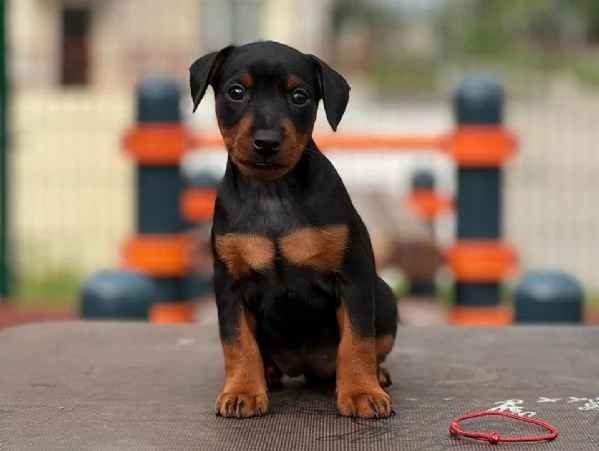 Adorabili e eccezionali cuccioli di mini pincher | Foto 1