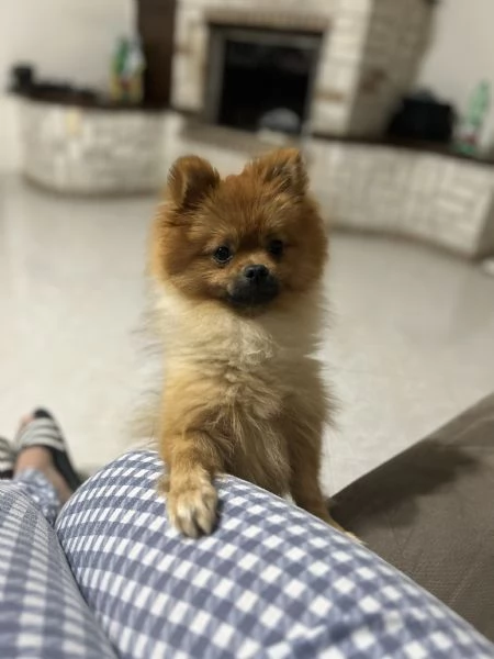 Vendo Spitz tedesco Pomerania 