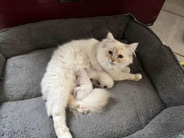 CUCCIOLI SACRO DI BRIMANIA | Foto 2