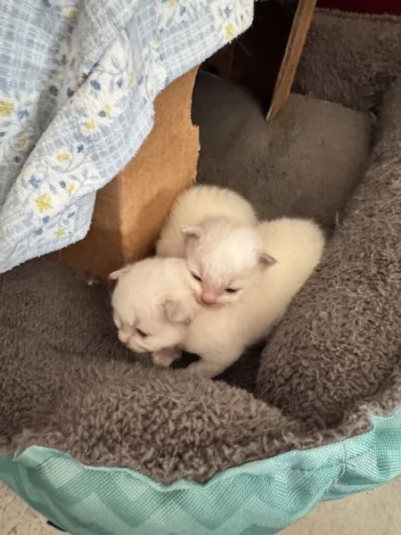 CUCCIOLI SACRO DI BRIMANIA | Foto 1