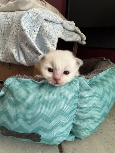 CUCCIOLI SACRO DI BRIMANIA | Foto 0