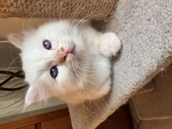 SACRO DI BIRMANIA CUCCIOLO | Foto 0