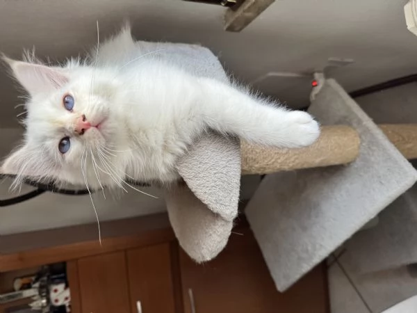 SACRO DI BIRMANIA CUCCIOLO