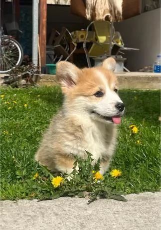 Corgi gallese Pembroke cuccioli | Foto 5