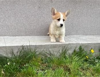 Corgi gallese Pembroke cuccioli