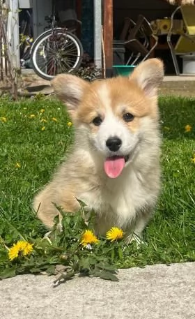 Corgi gallese Pembroke cuccioli | Foto 4