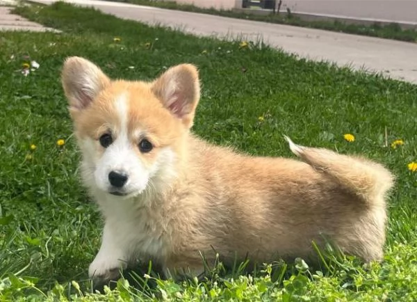 Corgi gallese Pembroke cuccioli | Foto 3